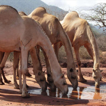 Tension in Tigania as Camel Herders Shoots a Woman to Death
