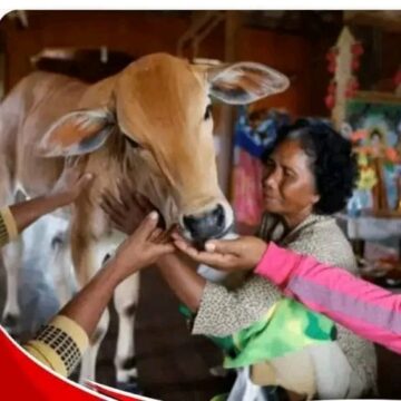 A woman Marries a cow to resemble her late husband!